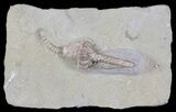 Macrocrinus Crinoid With Long Anal Tube - Indiana #65988-1
